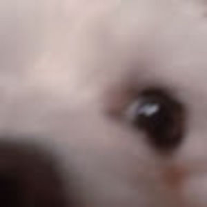 Meet your Posher, Gigu